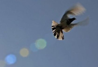 日本信鸽飞越太平洋 在加拿大被发现