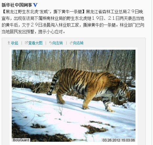 黑龙江野生东北虎闯入林业民居 撕下黄牛一条腿(图)