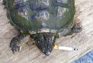长春现“吸烟”鳄龟 每天都要“抽”10多支香烟