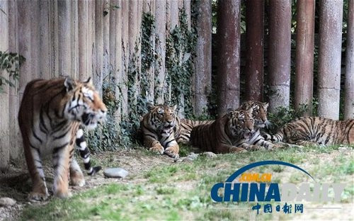 意大利一男子动物园喂虎 被三只老虎当场咬死(图)
