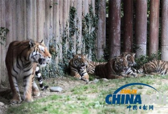 意大利男子动物园喂虎 被三只老虎咬死