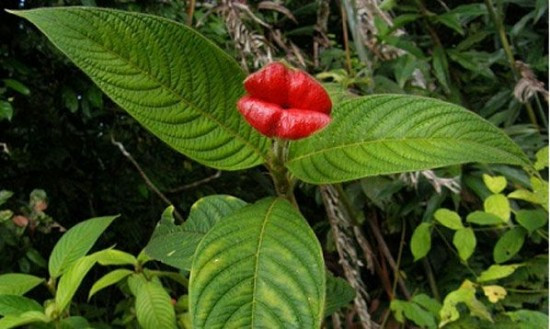 盘点“奇葩”植物:稀有“嘴唇花”似烈焰红唇(组图)