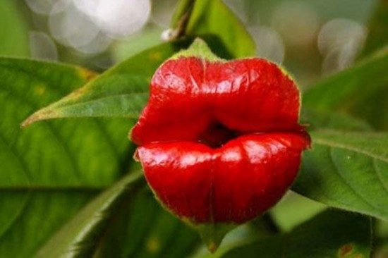 盘点“奇葩”植物:稀有“嘴唇花”似烈焰红唇(组图)