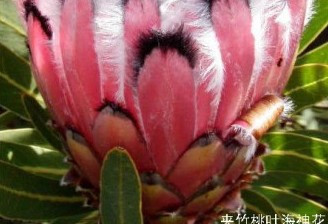 盘点“奇葩”植物：稀有“嘴唇花”似烈焰红唇