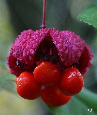盘点“奇葩”植物:稀有“嘴唇花”似烈焰红唇(组图)
