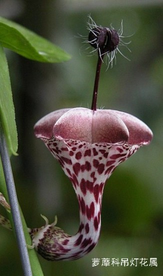盘点“奇葩”植物:稀有“嘴唇花”似烈焰红唇(组图)