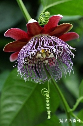 盘点“奇葩”植物:稀有“嘴唇花”似烈焰红唇(组图)