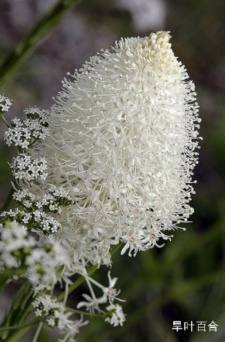盘点“奇葩”植物:稀有“嘴唇花”似烈焰红唇(组图)