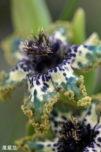 盘点“奇葩”植物:稀有“嘴唇花”似烈焰红唇(组图)