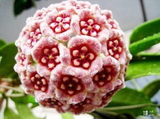 盘点“奇葩”植物:稀有“嘴唇花”似烈焰红唇(组图)