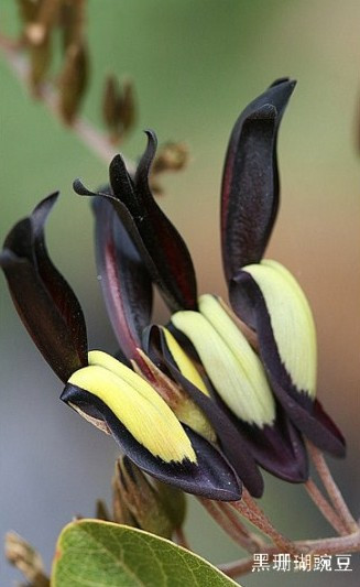 盘点“奇葩”植物:稀有“嘴唇花”似烈焰红唇(组图)
