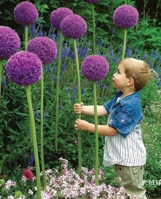 盘点“奇葩”植物:稀有“嘴唇花”似烈焰红唇(组图)