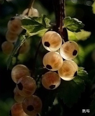 盘点“奇葩”植物:稀有“嘴唇花”似烈焰红唇(组图)
