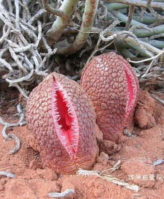 盘点“奇葩”植物:稀有“嘴唇花”似烈焰红唇(组图)