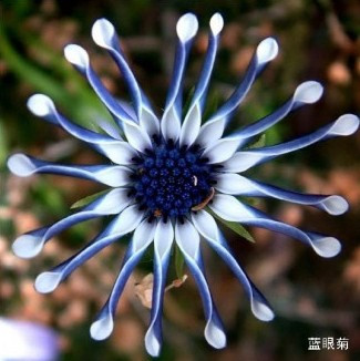 盘点“奇葩”植物:稀有“嘴唇花”似烈焰红唇(组图)