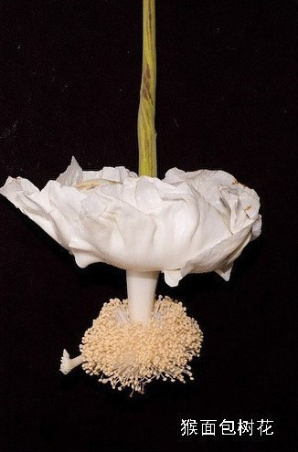 盘点“奇葩”植物:稀有“嘴唇花”似烈焰红唇(组图)