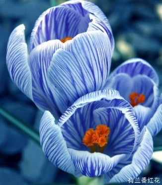 盘点“奇葩”植物:稀有“嘴唇花”似烈焰红唇(组图)
