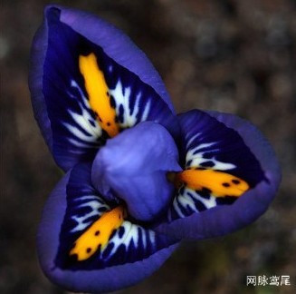 盘点“奇葩”植物:稀有“嘴唇花”似烈焰红唇(组图)
