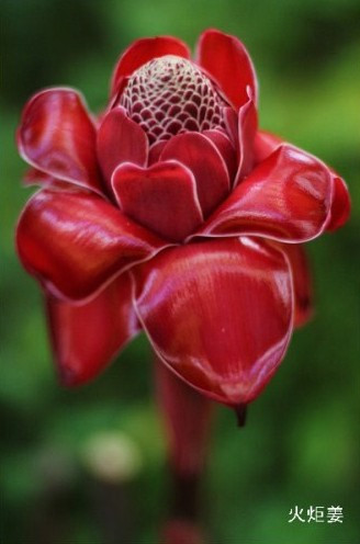 盘点“奇葩”植物:稀有“嘴唇花”似烈焰红唇(组图)