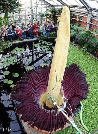 盘点“奇葩”植物:稀有“嘴唇花”似烈焰红唇(组图)