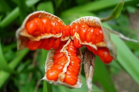 盘点“奇葩”植物:稀有“嘴唇花”似烈焰红唇(组图)