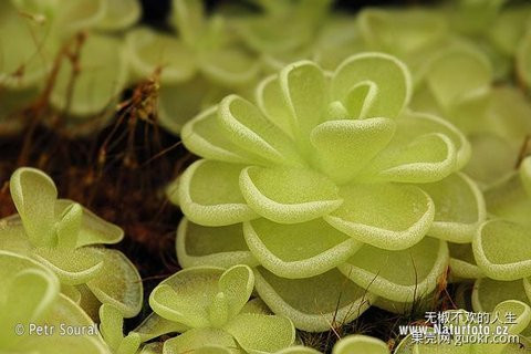 盘点“奇葩”植物:稀有“嘴唇花”似烈焰红唇(组图)