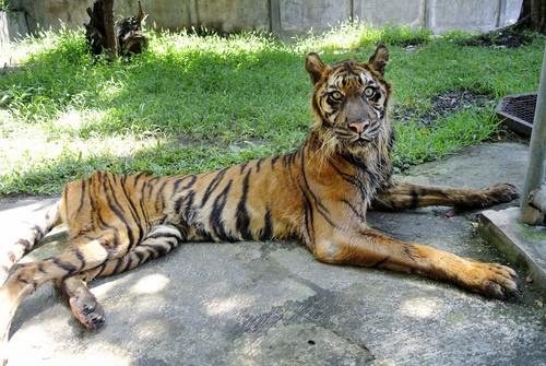 印尼一动物园环境恶劣 老虎被饿成“猫”(图)