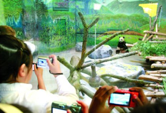 大熊猫带旺多市动物园 游客增加10%