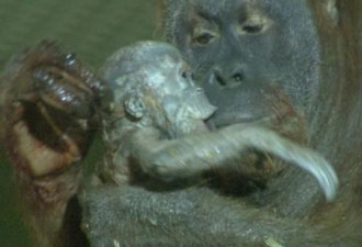 英不孕的25岁猩猩亲吻幼仔瞬间令人动容