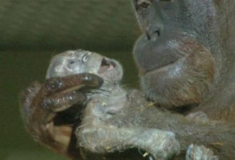 英不孕的25岁猩猩亲吻幼仔瞬间令人动容