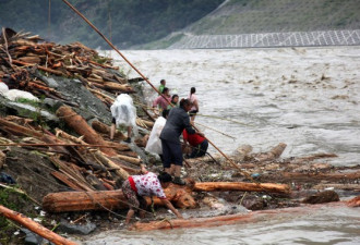连日暴雨 大渡河沿岸上千村民争捞木材