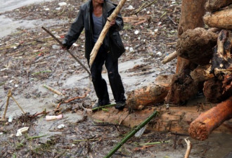连日暴雨 大渡河沿岸上千村民争捞木材
