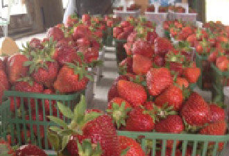 渥太华地区今夏草莓大丰收 又大又好吃