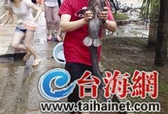 好快乐：厦门市民暴雨过后在街头抓鱼