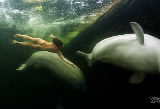 美女全裸在寒冷的水下与白鲸共舞嬉戏