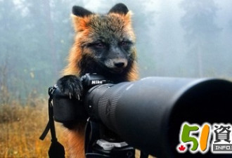 加拿大狐狸模仿人类 反客为主反拍摄影师