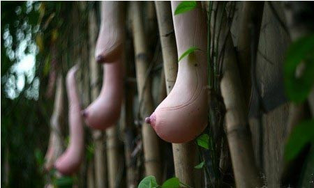 超逼真！越南惊现神奇乳瓜 外形酷似女人的乳房(高清组图)