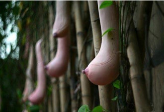 越南惊现神奇乳瓜 外形酷似女人乳房