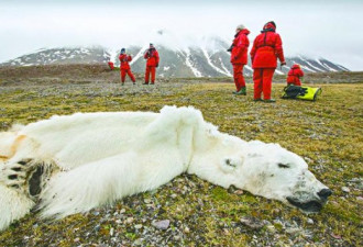 北极海冰融化破纪录 北极熊活活饿死
