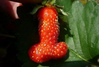英主妇发现形似男性生殖器草莓 感到震惊