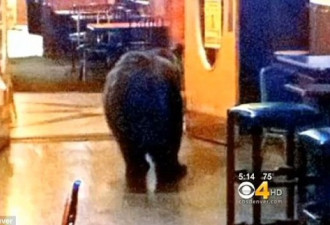 黑熊闯进酒吧 老板和顾客完全没发现