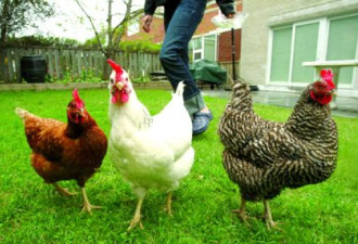 后院养鸡被检控 密西沙加女子誓抗争
