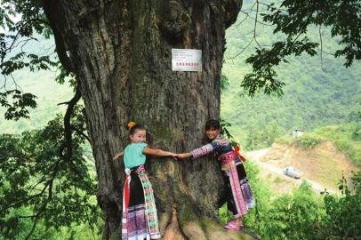 2000岁巨型酸枣树需六七人合抱 当地苗族尊为“树神”(图)