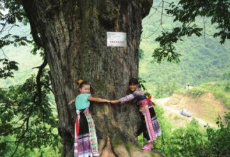 2000岁巨型酸枣树  当地苗族尊为“树神”