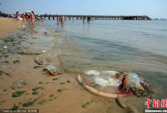 北戴河现巨大水母搁浅海滨浴场 游客惊呆