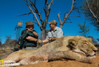 非洲猎人与狮共存的生活：剥皮场面骇人