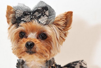 世界上最奢华狗狗 盛装打扮开销250万