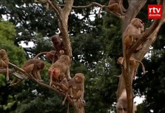 荷兰112只狒狒集体静坐绝食背对游客