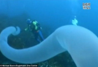 澳海底现海洋独角兽：长30米似巨型蠕虫