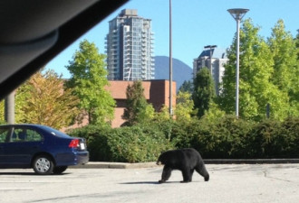 有图有真相 黑熊在高贵林市中心溜达